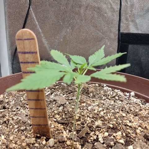 Santa Marta Haze growlog timeline photo