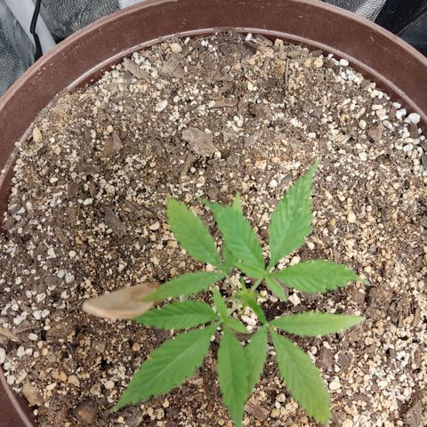 Santa Marta Haze growlog timeline photo