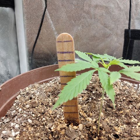 Santa Marta Haze growlog timeline photo