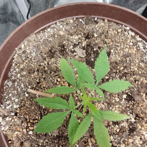 Santa Marta Haze growlog timeline photo