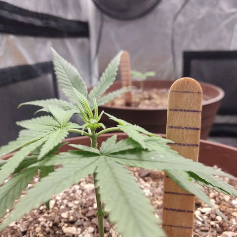 Tribu León Amor  growlog timeline photo