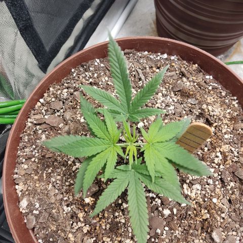 Tribu León Amor  growlog timeline photo