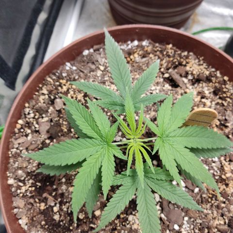 Tribu León Amor  growlog timeline photo