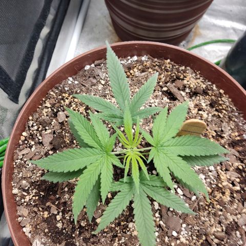 Tribu León Amor  growlog timeline photo