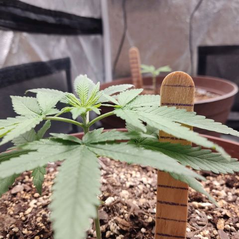 Tribu León Amor  growlog timeline photo