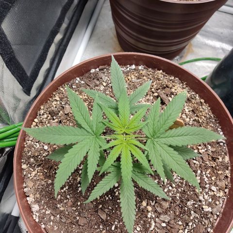 Tribu León Amor  growlog timeline photo