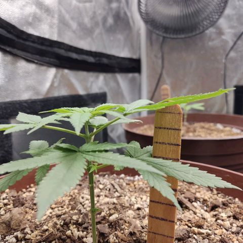 Tribu León Amor  growlog timeline photo