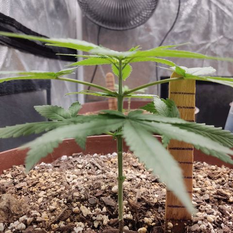 Tribu León Amor  growlog timeline photo