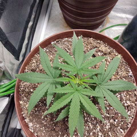 Tribu León Amor  growlog timeline photo