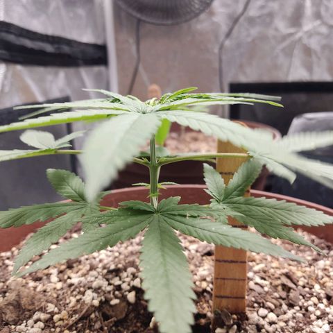 Tribu León Amor  growlog timeline photo
