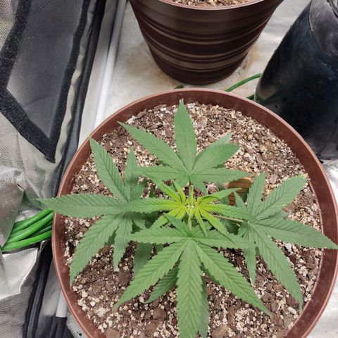 Tribu León Amor  growlog timeline photo