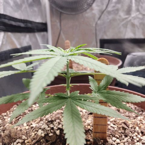 Tribu León Amor  growlog timeline photo
