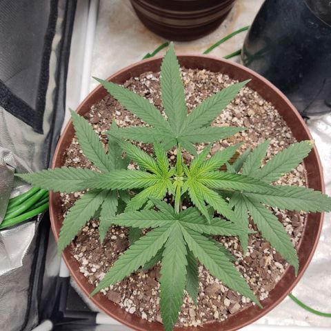 Tribu León Amor  growlog timeline photo