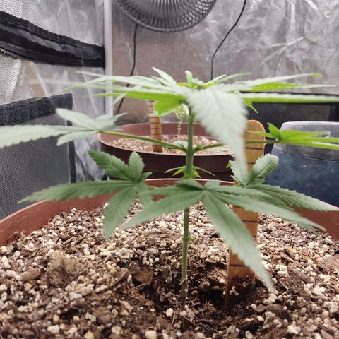 Tribu León Amor  growlog timeline photo