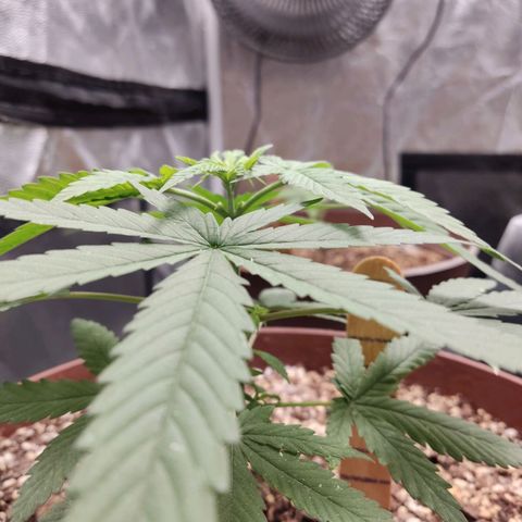 Tribu León Amor  growlog timeline photo