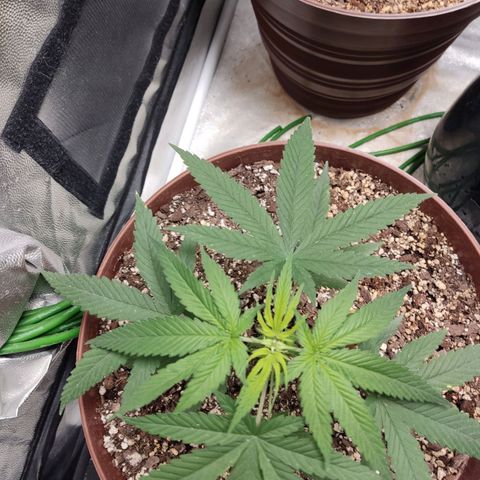 Tribu León Amor  growlog timeline photo
