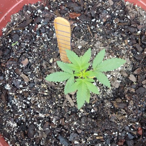 Tribu León Gratitud  growlog timeline photo