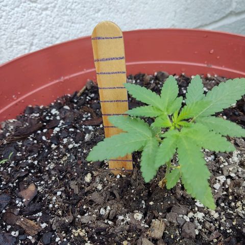 Tribu León Gratitud  growlog timeline photo