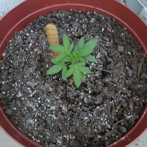 Tribu León Gratitud  growlog timeline photo