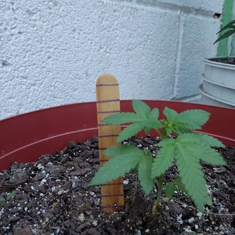 Tribu León Gratitud  growlog timeline photo