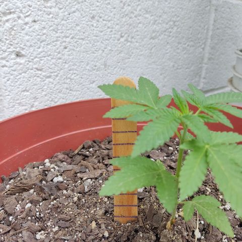 Tribu León Gratitud  growlog timeline photo