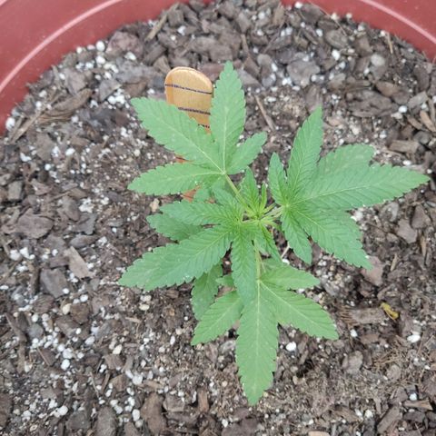 Tribu León Gratitud  growlog timeline photo