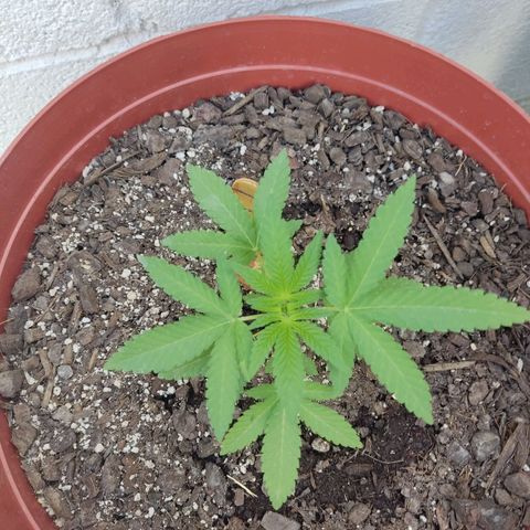 Tribu León Gratitud  growlog timeline photo