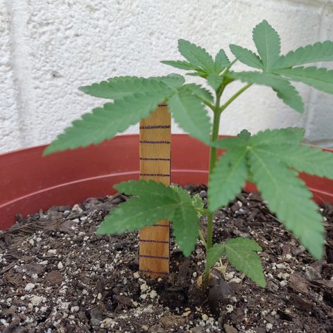 Tribu León Gratitud  growlog timeline photo