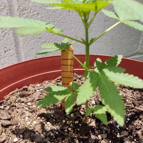 Tribu León Gratitud  growlog timeline photo