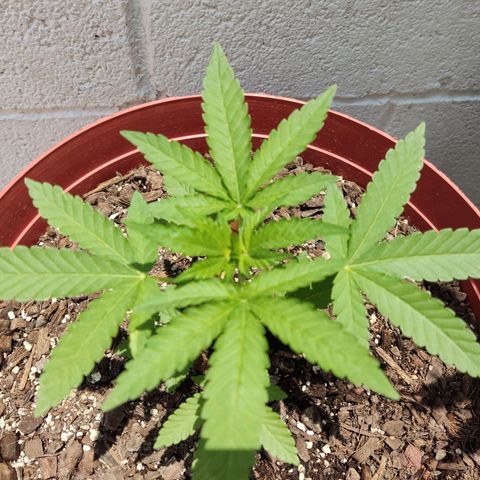 Tribu León Gratitud  growlog timeline photo