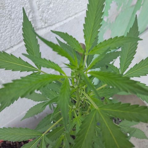 Tribu MacGregor  growlog timeline photo