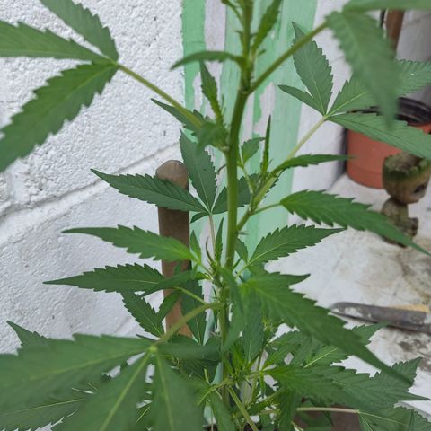 Tribu MacGregor  growlog timeline photo