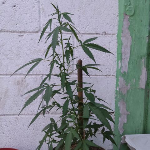 Tribu MacGregor  growlog timeline photo