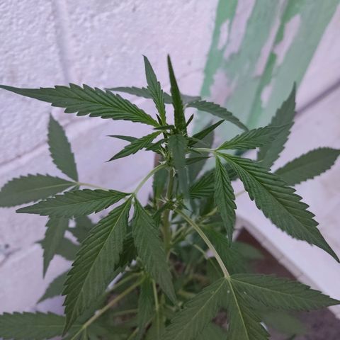 Tribu MacGregor  growlog timeline photo