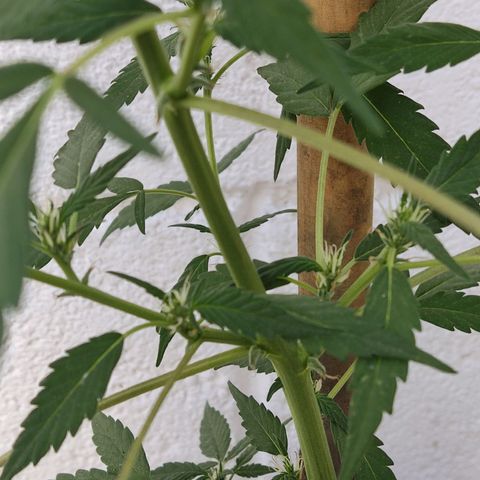 Tribu MacGregor  growlog timeline photo
