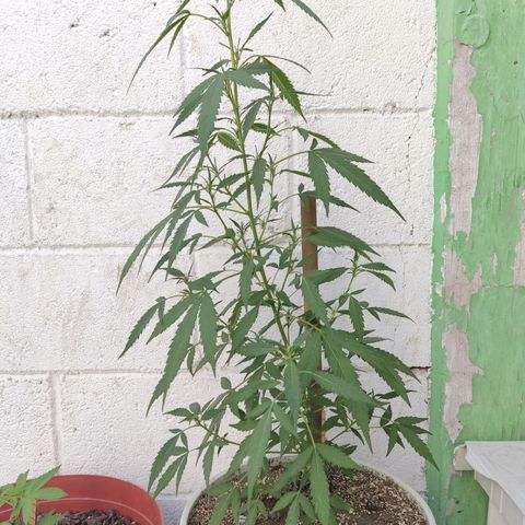 Tribu MacGregor  growlog timeline photo