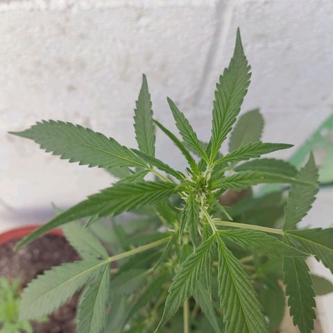 Tribu MacGregor  growlog timeline photo