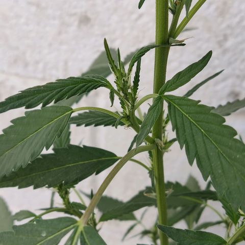 Tribu MacGregor  growlog timeline photo