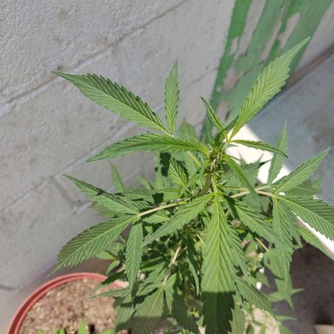 Tribu MacGregor  growlog timeline photo