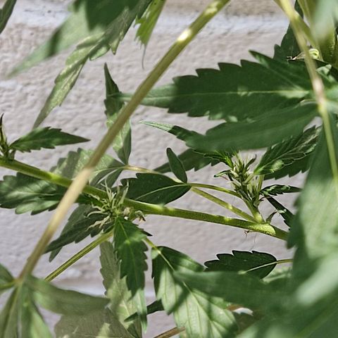 Tribu MacGregor  growlog timeline photo