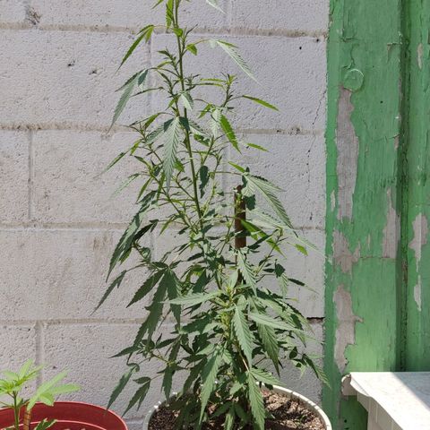 Tribu MacGregor  growlog timeline photo