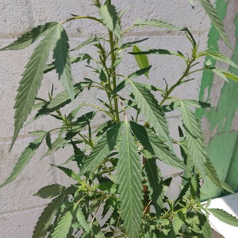 Tribu MacGregor  growlog timeline photo