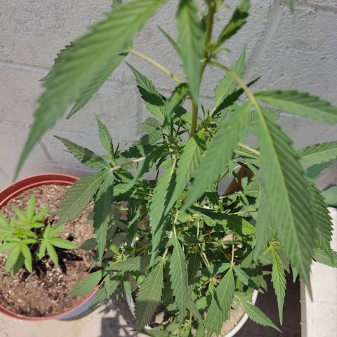 Tribu MacGregor  growlog timeline photo