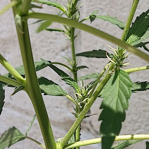 Tribu MacGregor  growlog timeline photo
