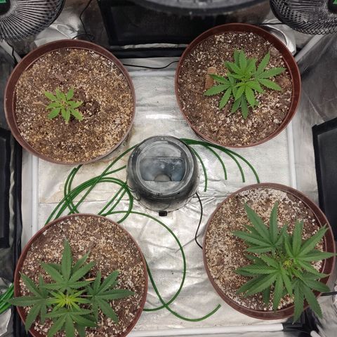 Tribu León Amor  growlog timeline photo