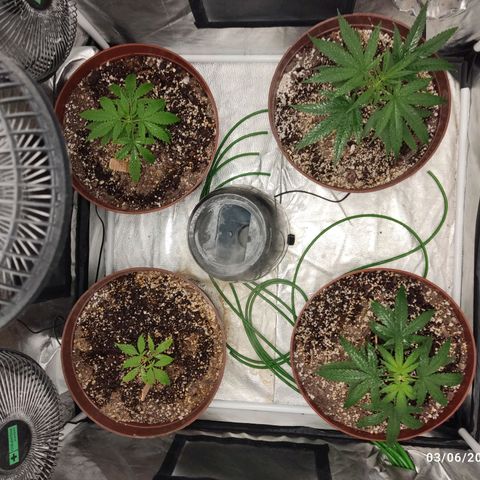 Tribu León Amor  growlog timeline photo