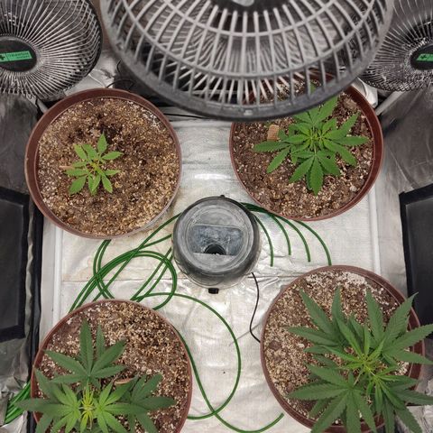 Tribu León Amor  growlog timeline photo