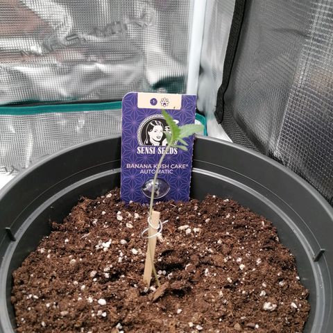 Banana Kush Cake  growlog timeline photo