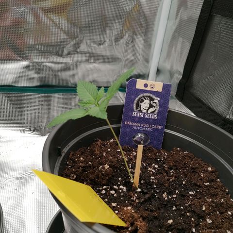 Banana Kush Cake  growlog timeline photo
