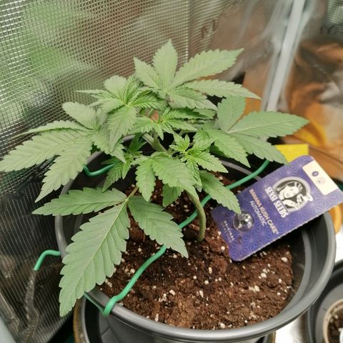 Banana Kush Cake  growlog timeline photo